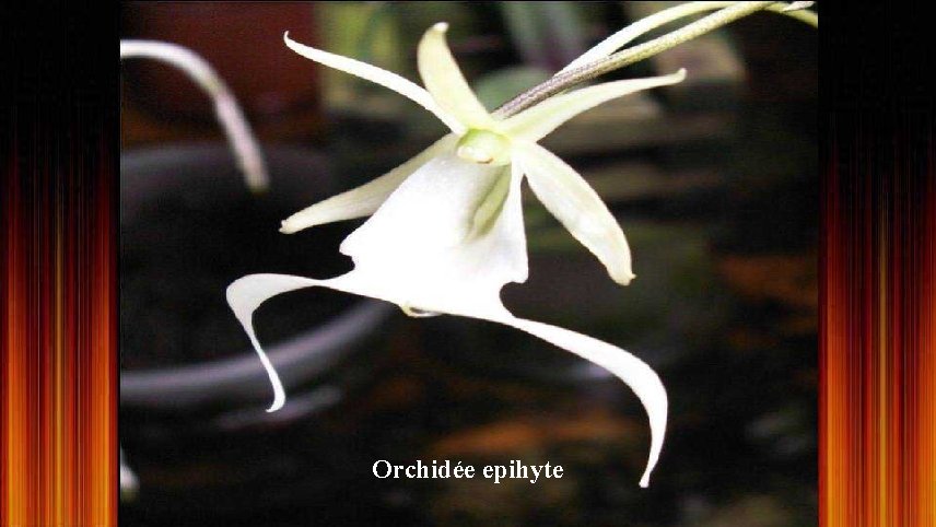 Orchidée epihyte 