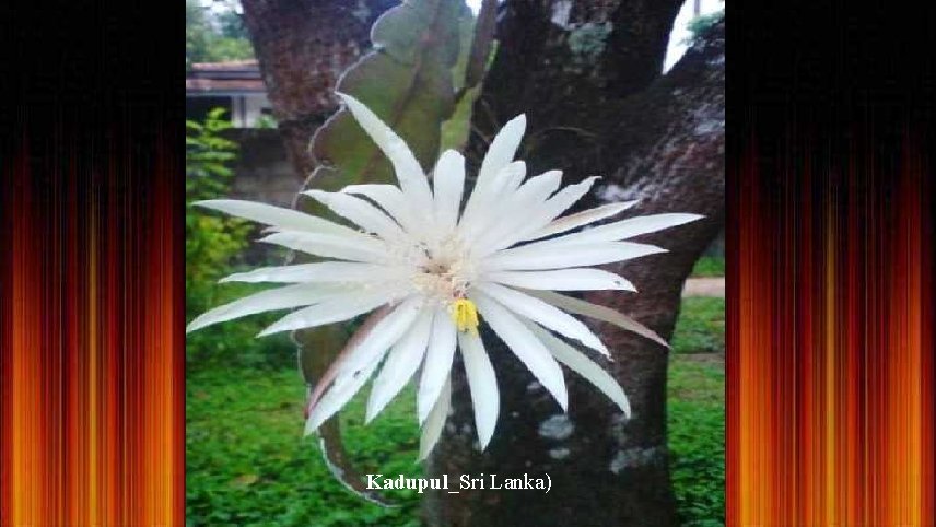 Kadupul_Sri Lanka) 