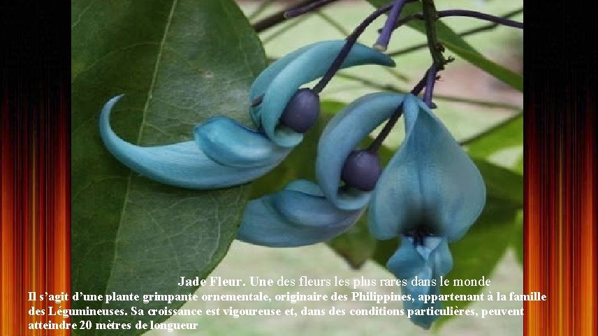 Jade Fleur. Une des fleurs les plus rares dans le monde Il s’agit d’une