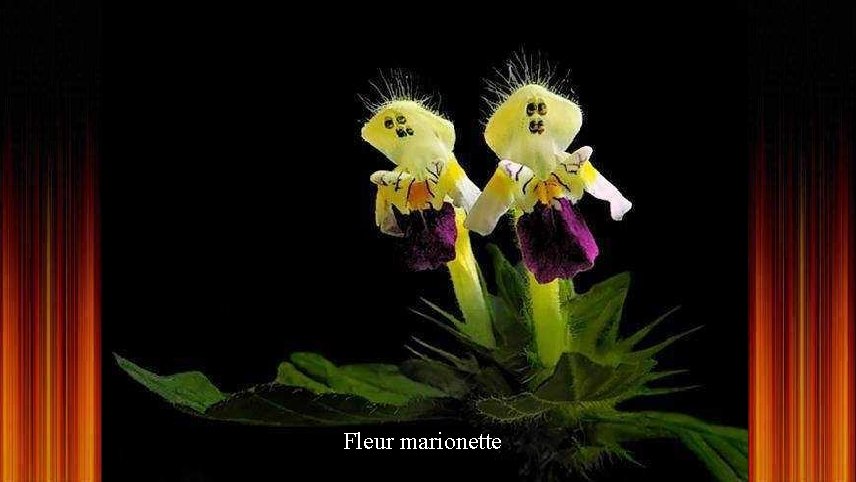 Fleur marionette 