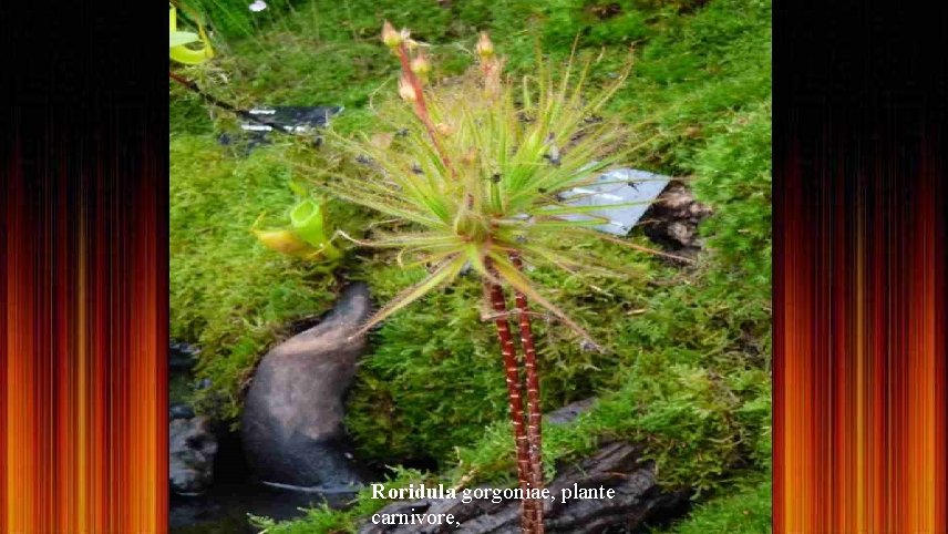 Roridula gorgoniae, plante carnivore, 