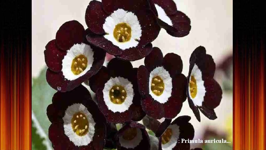 : Primula auricula. . . 