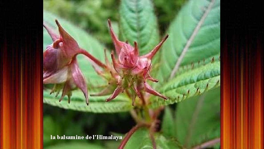 la balsamine de l'Himalaya 