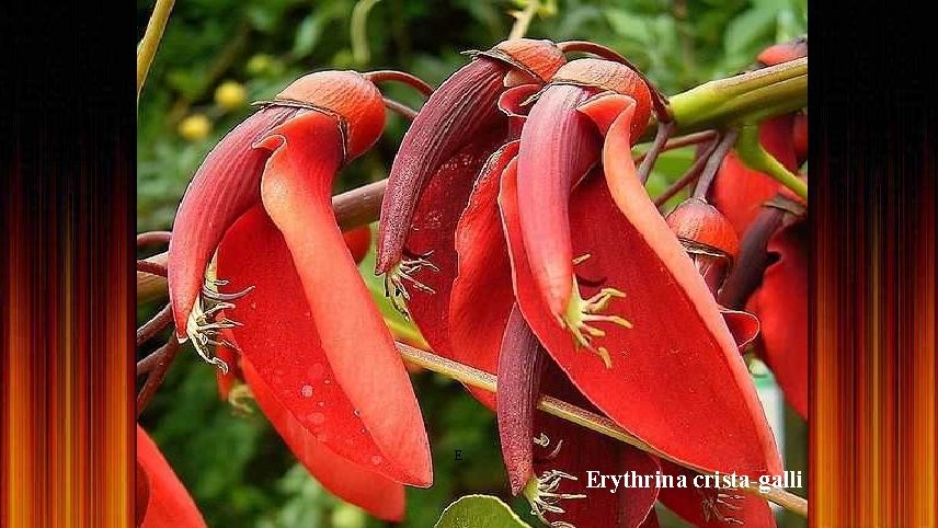 E Erythrina crista-galli 