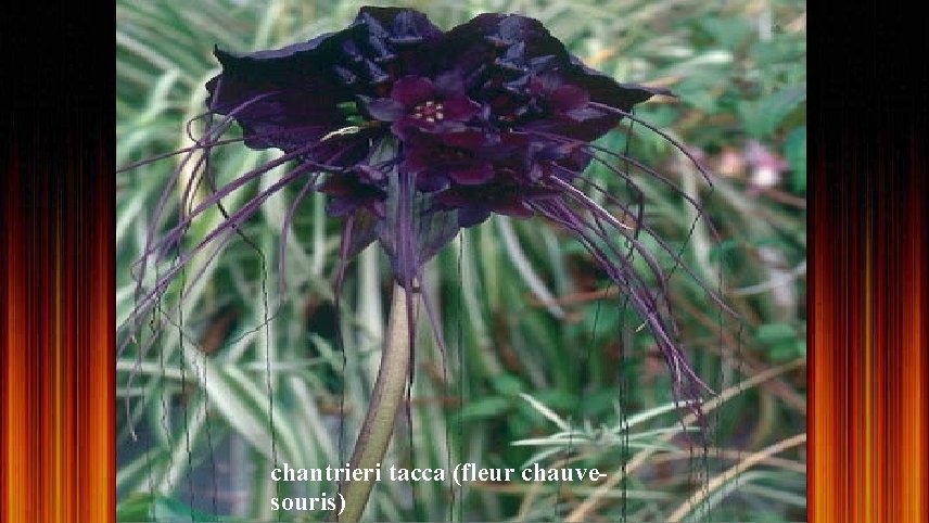 chantrieri tacca (fleur chauvesouris) 