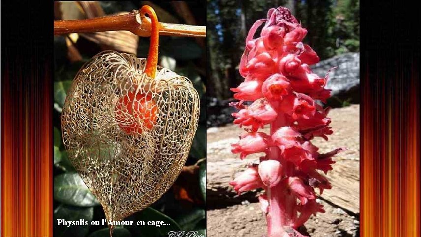 Physalis ou l'Amour en cage. . . 