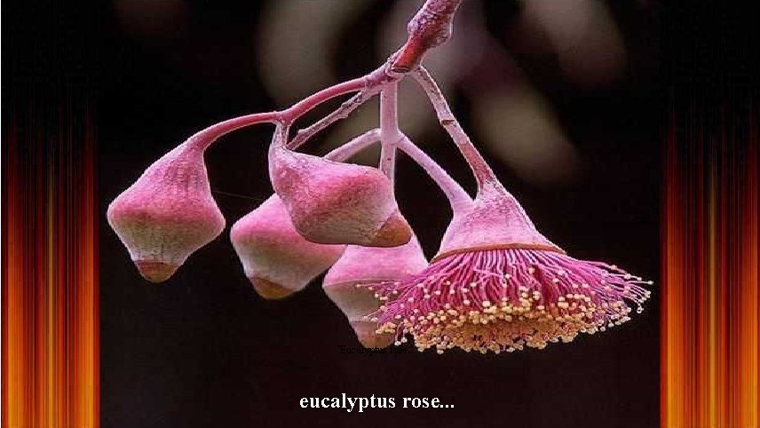 Eucalyptus rose. . . eucalyptus rose. . . 
