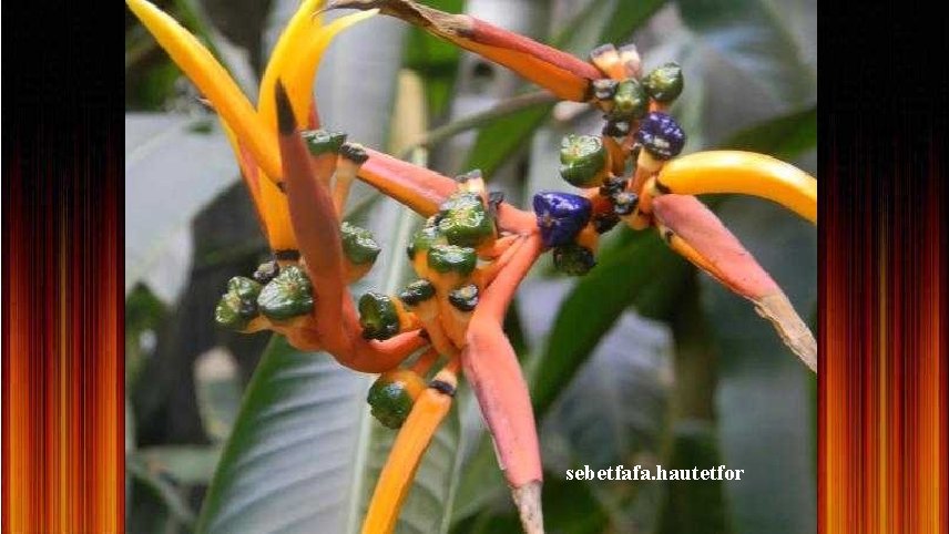 sebetfafa. hautetfor 