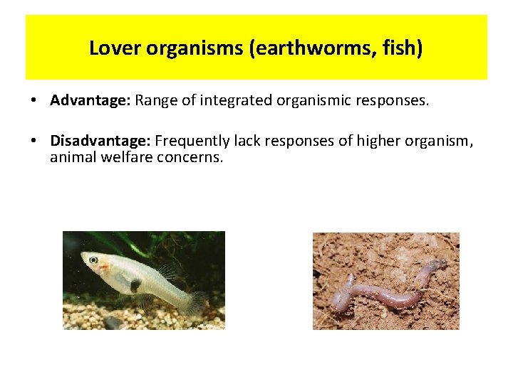 Lover organisms (earthworms, fish) • Advantage: Range of integrated organismic responses. • Disadvantage: Frequently