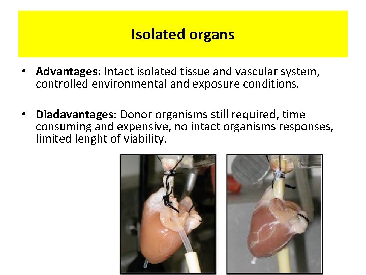 Isolated organs • Advantages: Intact isolated tissue and vascular system, controlled environmental and exposure