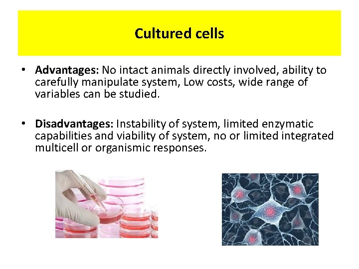Cultured cells • Advantages: No intact animals directly involved, ability to carefully manipulate system,