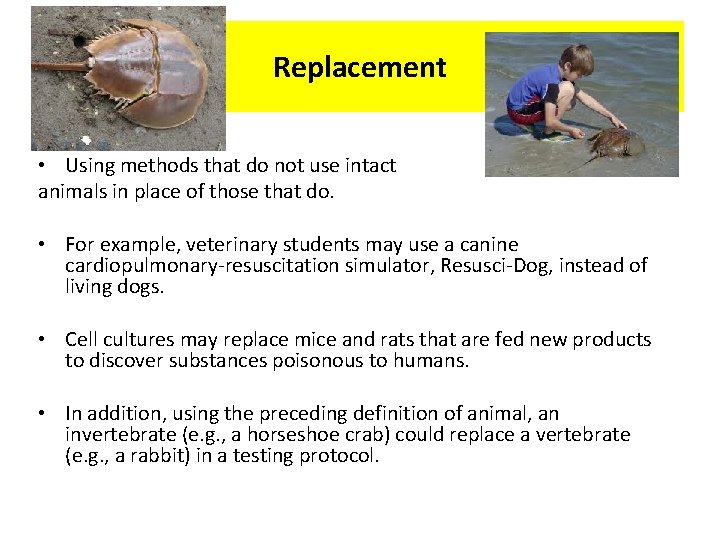 Replacement • Using methods that do not use intact animals in place of those