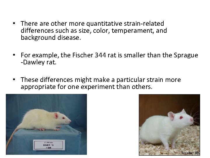  • There are other more quantitative strain-related differences such as size, color, temperament,