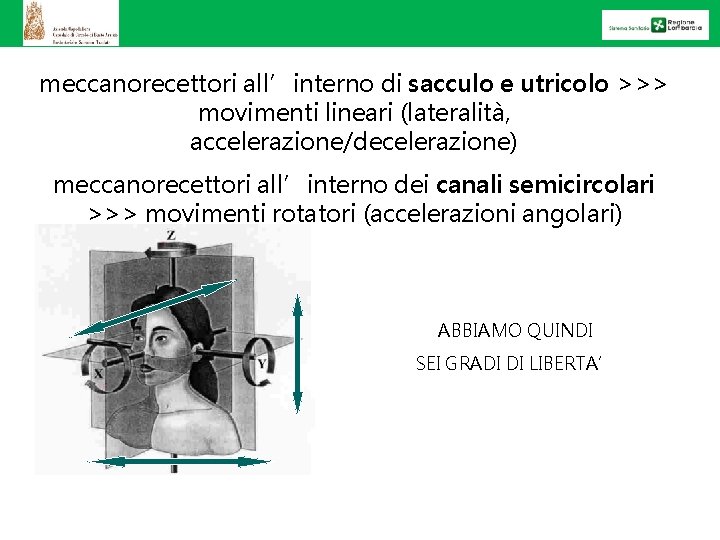 meccanorecettori all’interno di sacculo e utricolo >>> movimenti lineari (lateralità, accelerazione/decelerazione) meccanorecettori all’interno dei