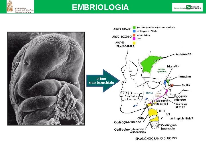 EMBRIOLOGIA primo arco branchiale 