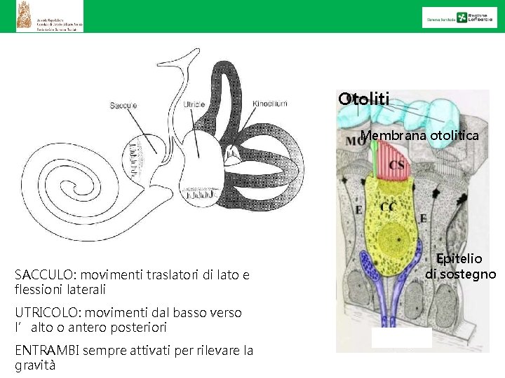 GLI ORGANI OTOLITICI (sacculo e utricolo) Otoliti Membrana otolitica SACCULO: movimenti traslatori di lato
