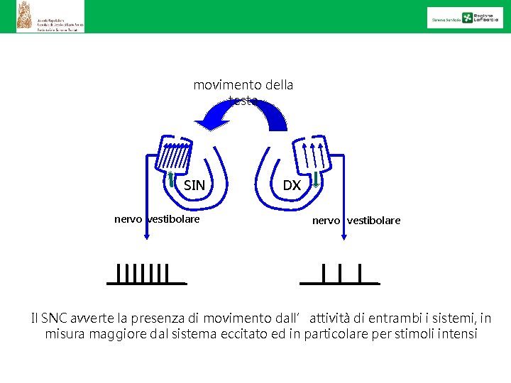 movimento della testa SIN nervo vestibolare DX nervo vestibolare Il SNC avverte la presenza