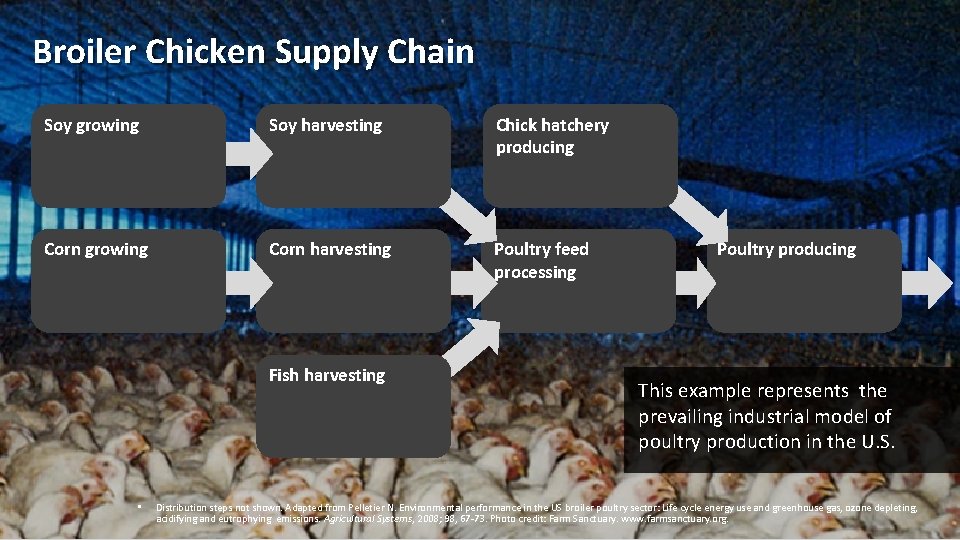 Broiler Chicken Supply Chain Soy growing Soy harvesting Chick hatchery producing Corn growing Corn