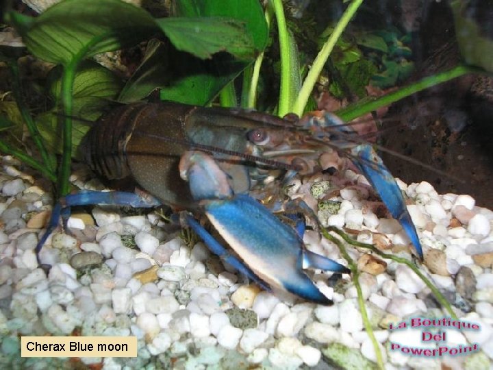 Cherax Blue moon 