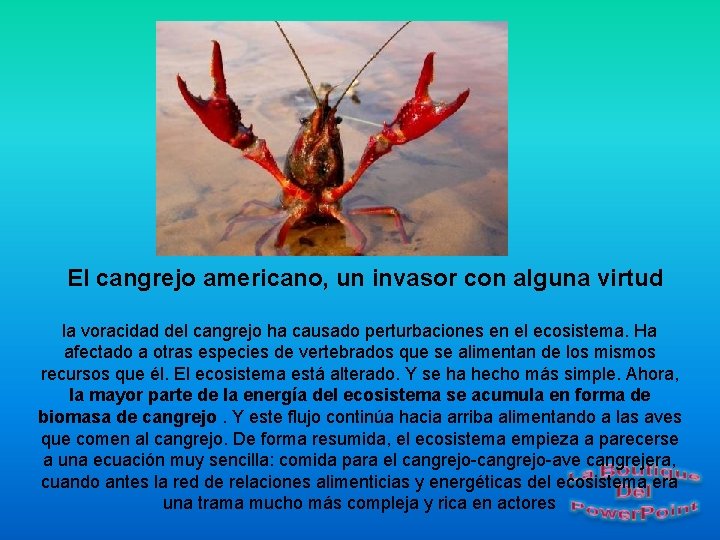 El cangrejo americano, un invasor con alguna virtud la voracidad del cangrejo ha causado