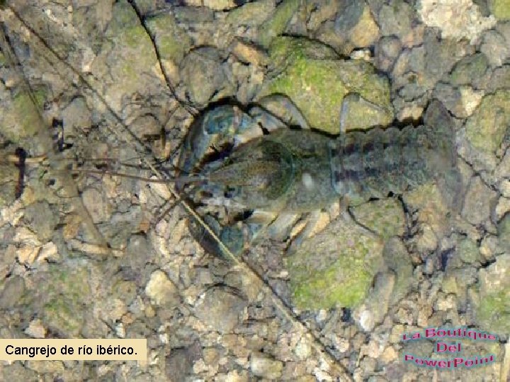Cangrejo de río ibérico. 