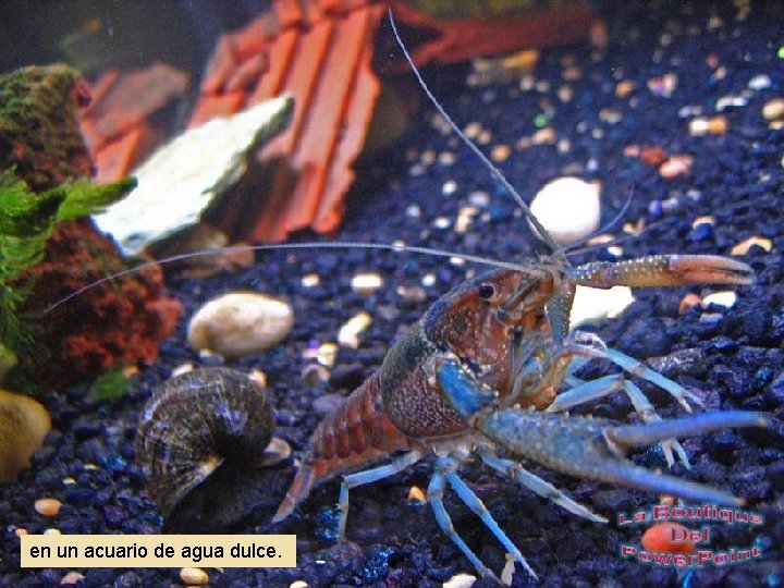 en un acuario de agua dulce. 