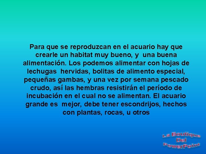 Para que se reproduzcan en el acuario hay que crearle un habitat muy bueno,