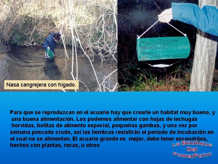 Nasa cangrejera con hígado. Para que se reproduzcan en el acuario hay que crearle