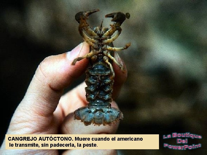 CANGREJO AUTÓCTONO. Muere cuando el americano le transmite, sin padecerla, la peste. 