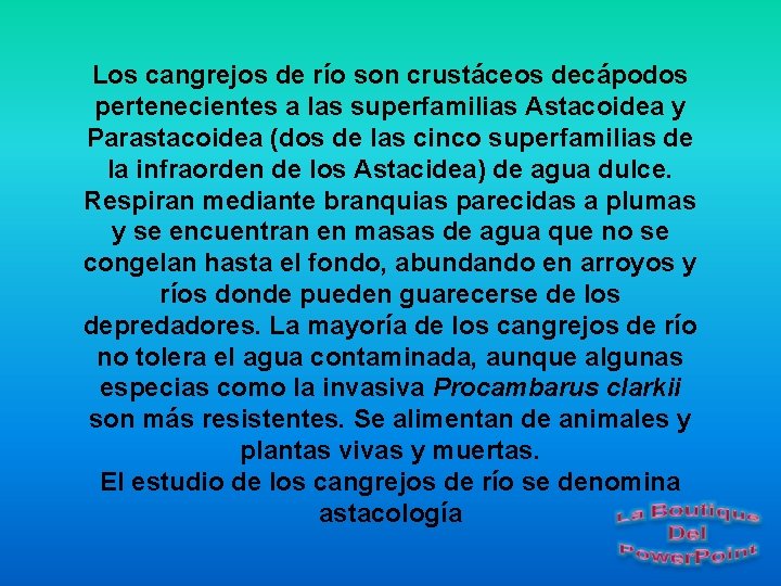 Los cangrejos de río son crustáceos decápodos pertenecientes a las superfamilias Astacoidea y Parastacoidea