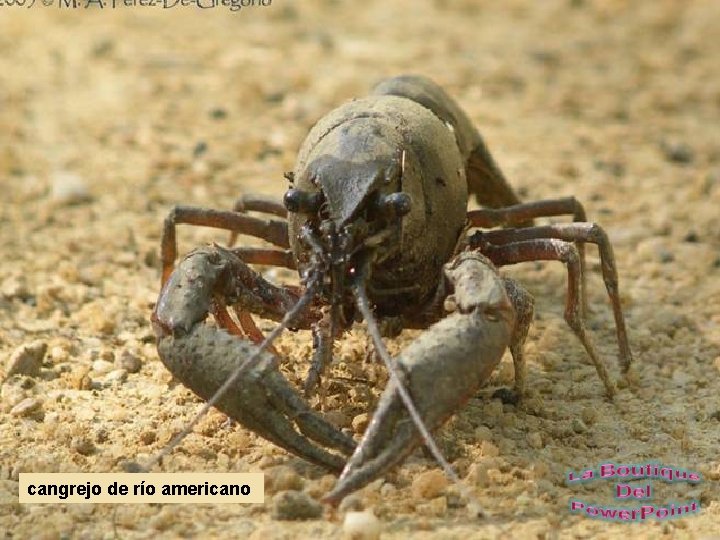 cangrejo de río americano 