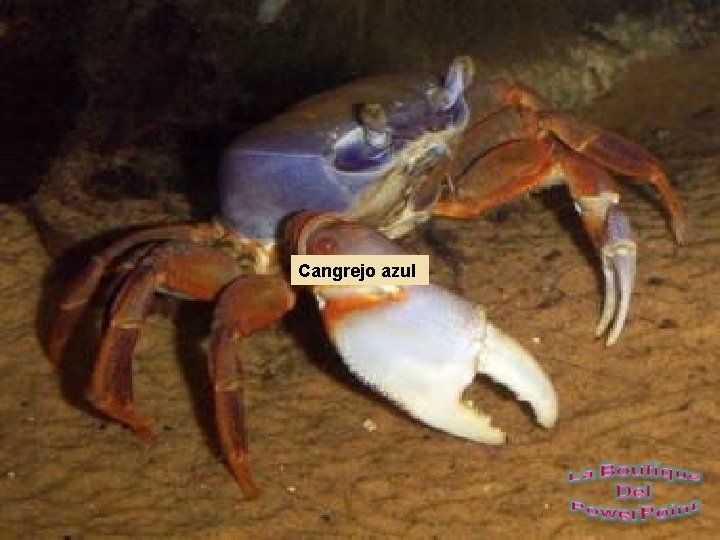 Cangrejo azul 
