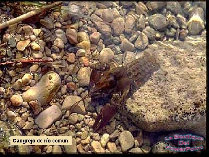 Cangrejo de río común 