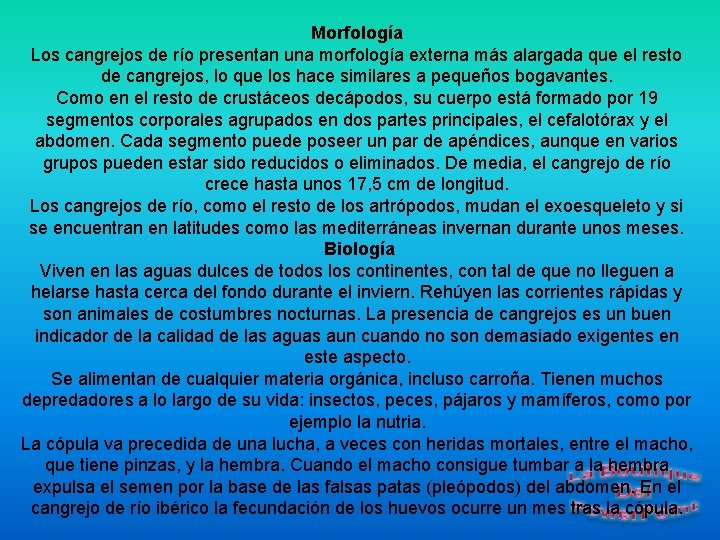 Morfología Los cangrejos de río presentan una morfología externa más alargada que el resto