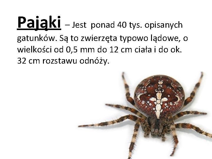 Pająki – Jest ponad 40 tys. opisanych gatunków. Są to zwierzęta typowo lądowe, o
