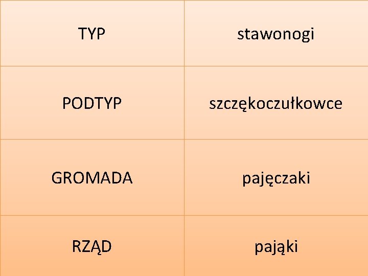 TYP stawonogi PODTYP szczękoczułkowce GROMADA pajęczaki RZĄD pająki 