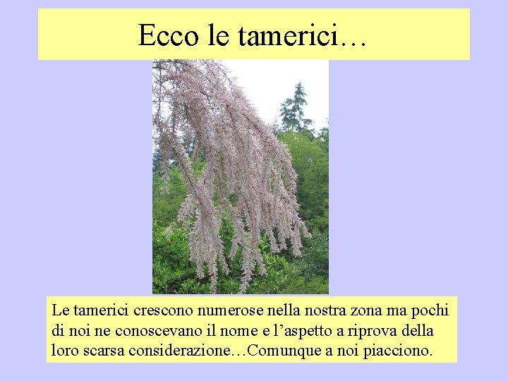Ecco le tamerici… Le tamerici crescono numerose nella nostra zona ma pochi di noi