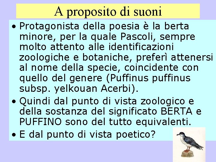 A proposito di suoni • Protagonista della poesia è la berta minore, per la