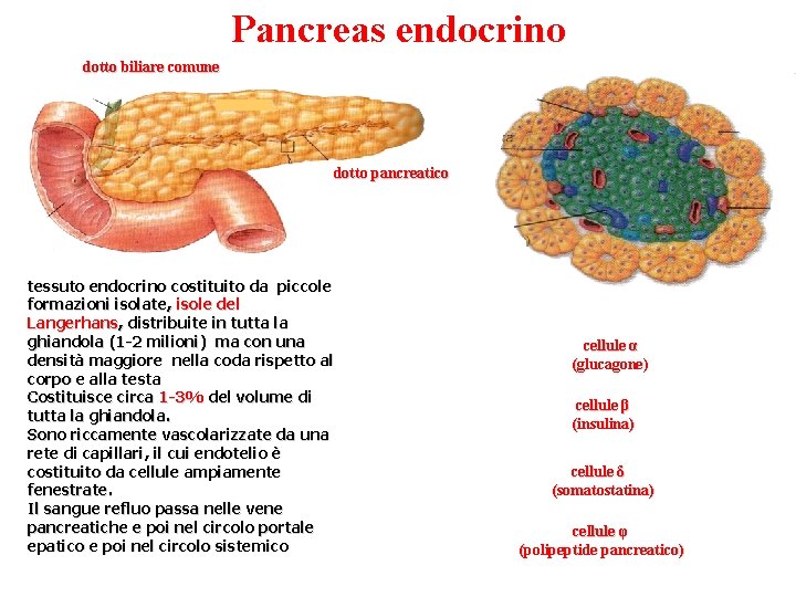 Pancreas endocrino dotto biliare comune dotto pancreatico tessuto endocrino costituito da piccole formazioni isolate,