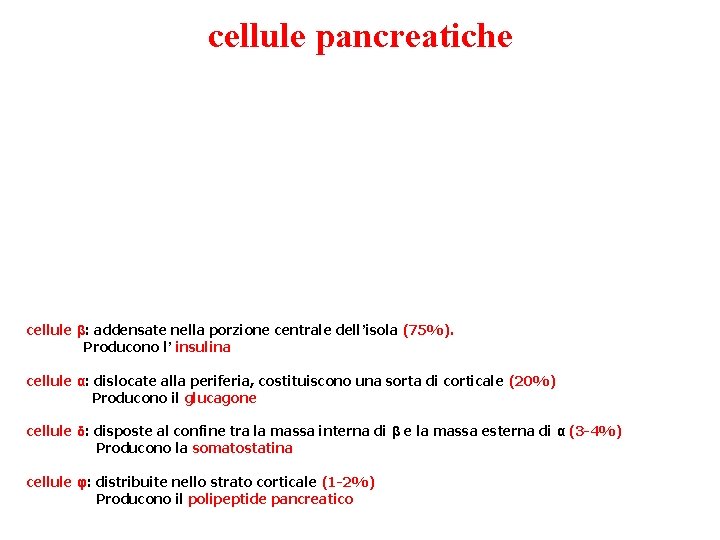 cellule pancreatiche cellule β: addensate nella porzione centrale dell’isola (75%). Producono l’ insulina cellule