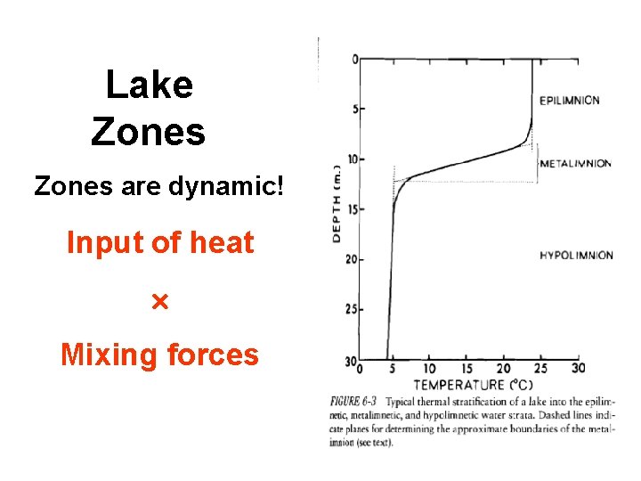 Lake Zones are dynamic! Input of heat Mixing forces 