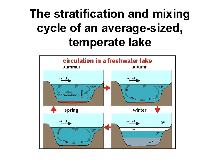 The stratification and mixing cycle of an average-sized, temperate lake 