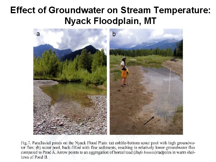 Effect of Groundwater on Stream Temperature: Nyack Floodplain, MT 
