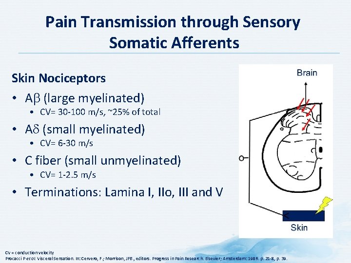 Pain Transmission through Sensory Somatic Afferents Skin Nociceptors • A (large myelinated) • CV=