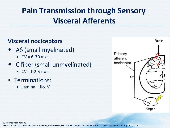 Pain Transmission through Sensory Visceral Afferents Visceral nociceptors • A (small myelinated) • CV
