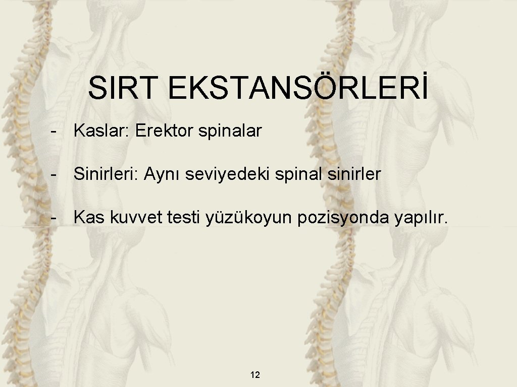 SIRT EKSTANSÖRLERİ - Kaslar: Erektor spinalar - Sinirleri: Aynı seviyedeki spinal sinirler - Kas