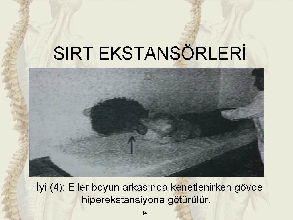 SIRT EKSTANSÖRLERİ - İyi (4): Eller boyun arkasında kenetlenirken gövde hiperekstansiyona götürülür. 14 