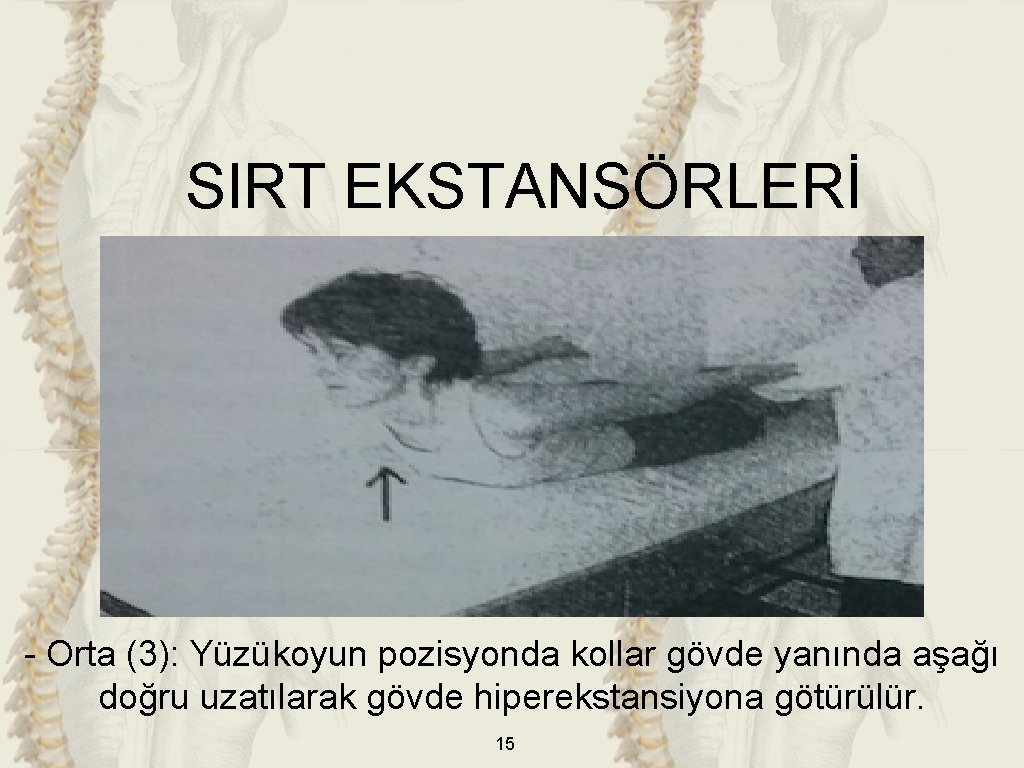 SIRT EKSTANSÖRLERİ - Orta (3): Yüzükoyun pozisyonda kollar gövde yanında aşağı doğru uzatılarak gövde
