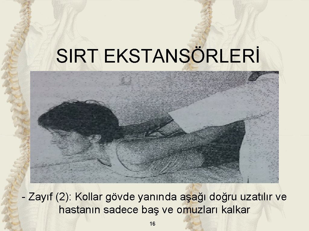 SIRT EKSTANSÖRLERİ - Zayıf (2): Kollar gövde yanında aşağı doğru uzatılır ve hastanın sadece