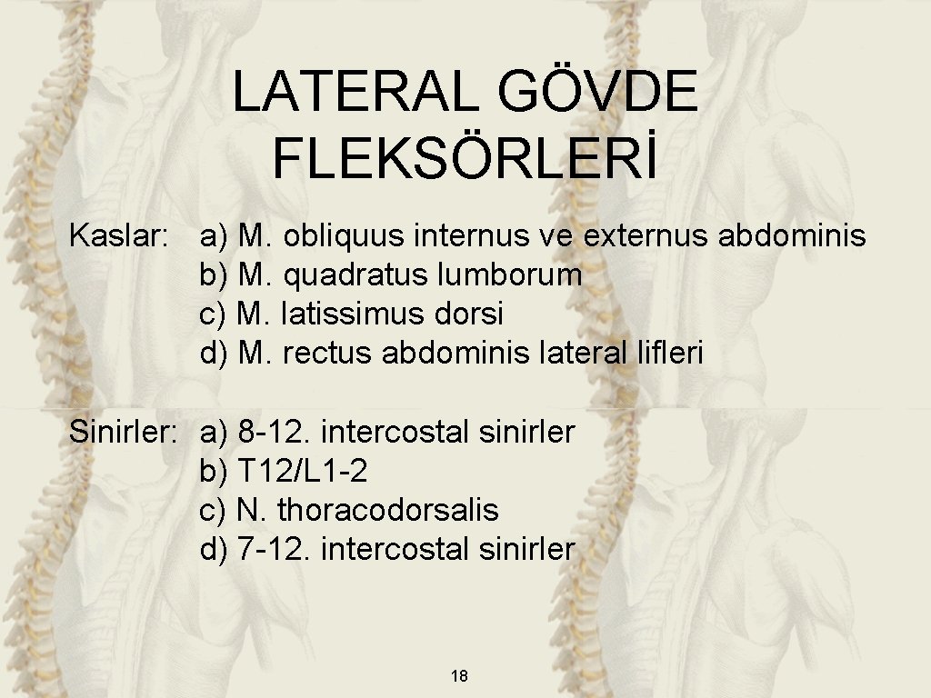 LATERAL GÖVDE FLEKSÖRLERİ Kaslar: a) M. obliquus internus ve externus abdominis b) M. quadratus